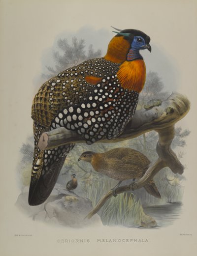 Ceriornis Melanocephala by John Gould